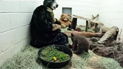 Oskrbnica Autumn se za druženje z medvedom obleče v kostum. Osirotelega mladiča hrani, se z njim igra in mu nudi toplino. 