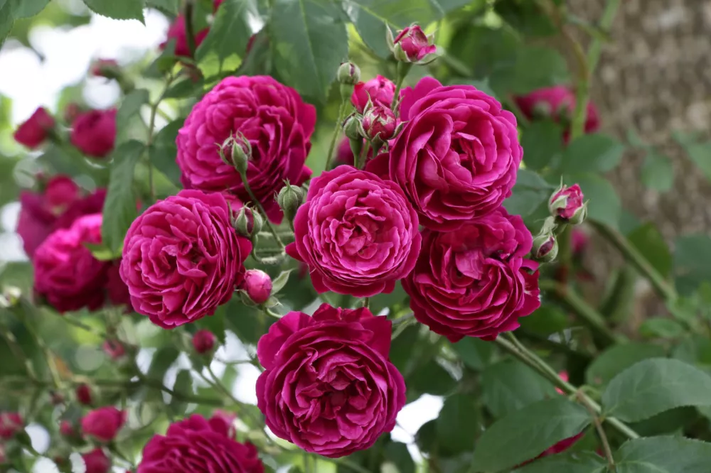 Vrtnica sorte Geschwinds Sch&ouml;nste F Klara Kopač