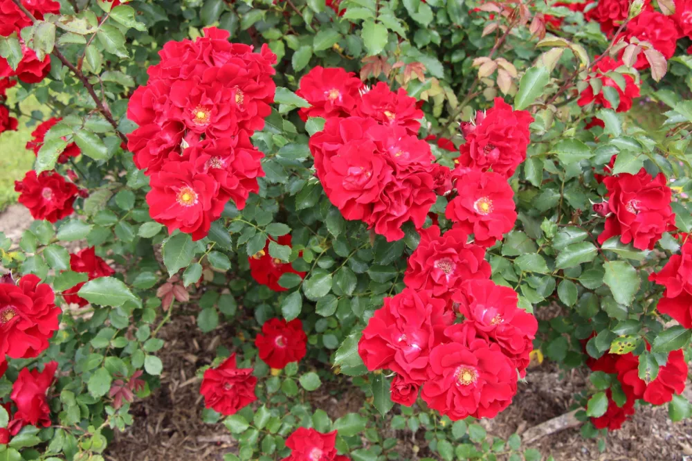 Vrtnica sorte Roter Korsar F Klara Kopač