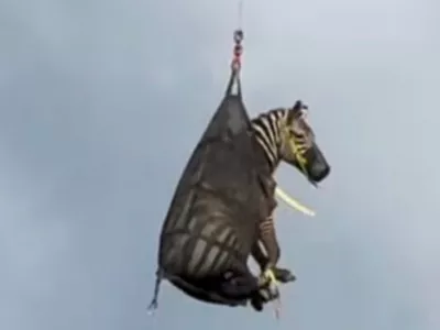 In this image taken from June 8, 2025, video by the Rutherford County Sheriff's Office in Rutherford County, Tennessee, shows the airlifting of a zebra named Ed that had evaded capture for several days after it ran away from its owner. (Rutherford County Sheriff's Office via AP)
