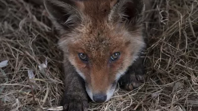 A fox rests in it's enclosure at the hospital for foxes run by The Fox Project near Tonbridge, England, Thursday, May 22, 2025. (AP Photo/Frank Augstein)