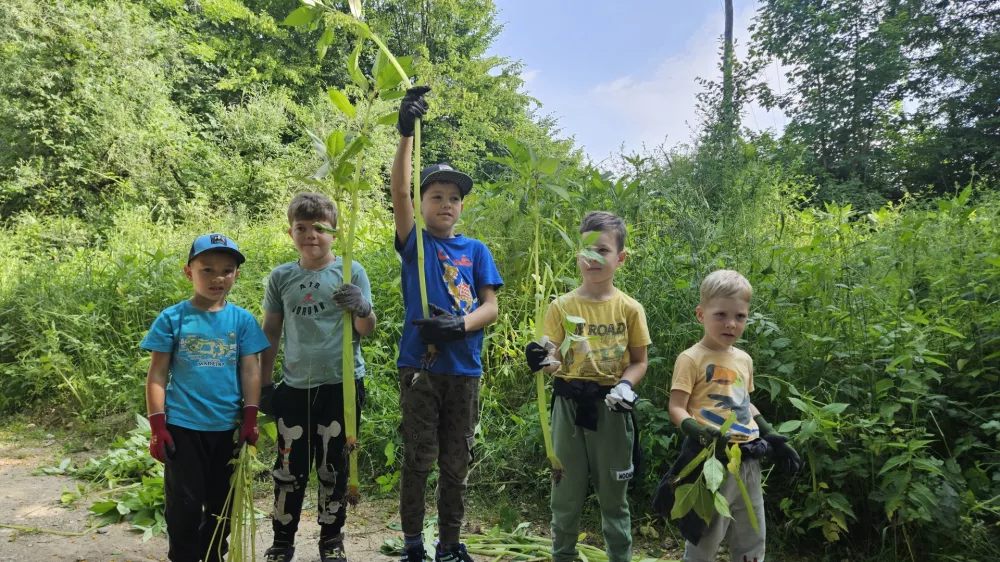 Invazivk manj kot pred &scaron;tirimi leti