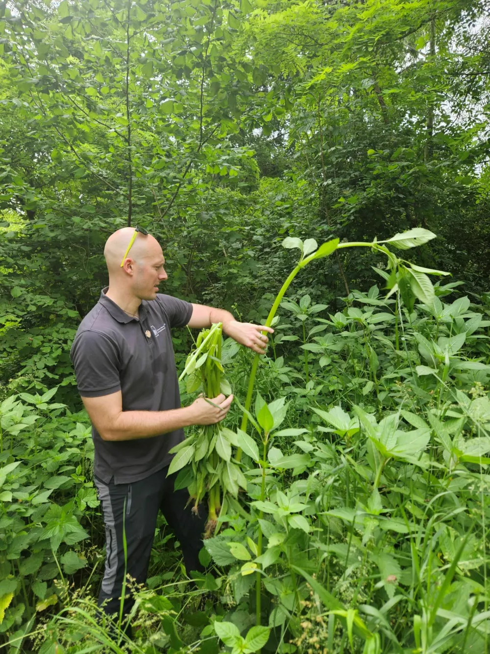 Invazivk manj kot pred &scaron;tirimi leti