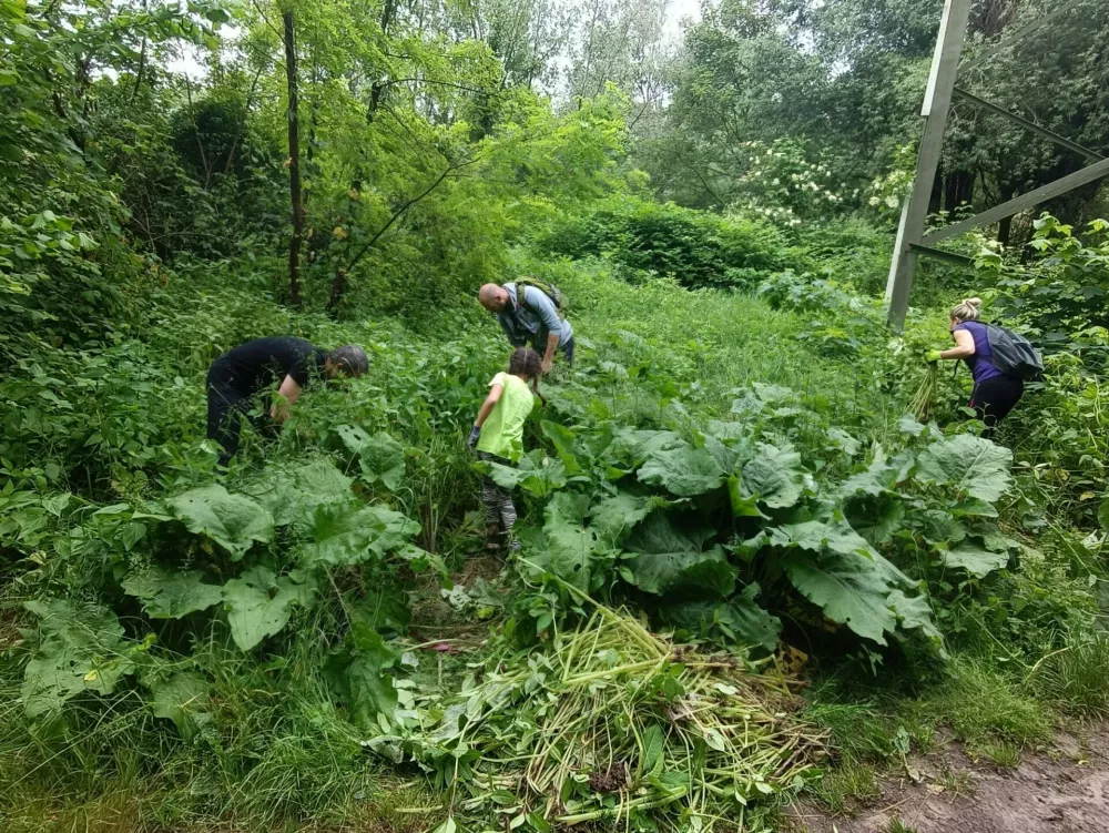 Invazivk manj kot pred &scaron;tirimi leti