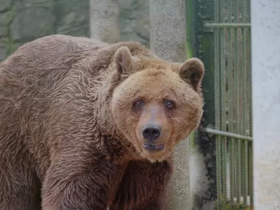 Medved Felix je pri 34 letih dočakal medveda vredno življenje v Spodnji Avstriji. F Four Paws