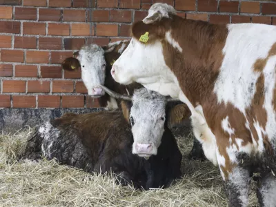 - 18.01.2024 &ndash; Kmetija Možgan, Veni&scaron;e 16, Leskovec pri Kr&scaron;kem &ndash; vrnitev odvzete govedi, ki mu jih je 14. novembra lani zaradi zanemarjanja trajno odvzela veterinarska in&scaron;pektorica  //FOTO: Luka Cjuha