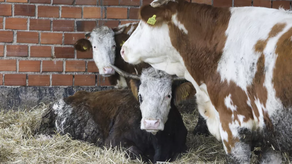 - 18.01.2024 &ndash; Kmetija Možgan, Veni&scaron;e 16, Leskovec pri Kr&scaron;kem &ndash; vrnitev odvzete govedi, ki mu jih je 14. novembra lani zaradi zanemarjanja trajno odvzela veterinarska in&scaron;pektorica  //FOTO: Luka Cjuha