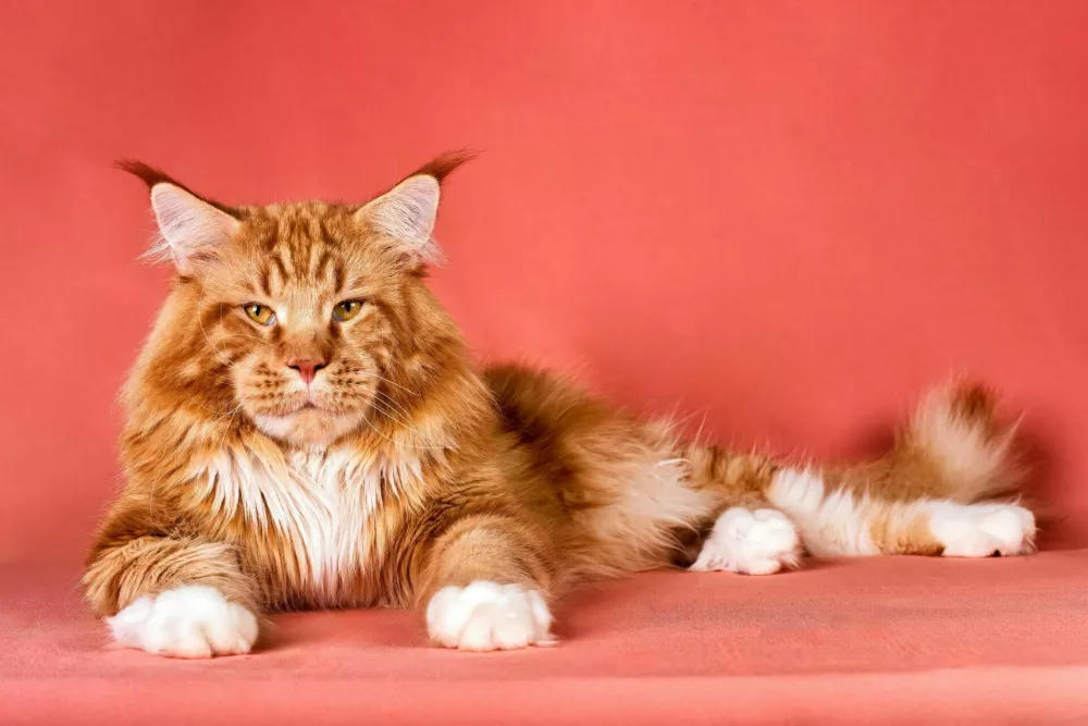 A big maine coon cat resting on pink background. / Foto: Sergei Ginak