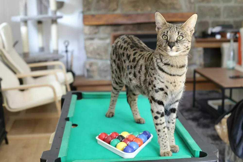 Stunning Savannah cat with black nose with pool table. / Foto: Ajr_images