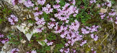 Thyme, wild thyme, Thymus, serpyllum / Foto: Emer1940