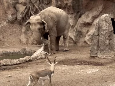 Uspe&scaron;no re&scaron;evanje / Foto: / Foto: Youtube/zajem Zaslona/viralhog