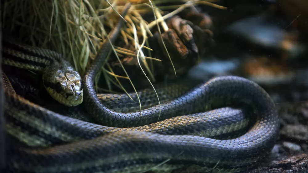 Progasti gož- ZOO - Živalski vrt Ljubljana 2013 - prezimovanje živali //FOTO: Jaka Gasar