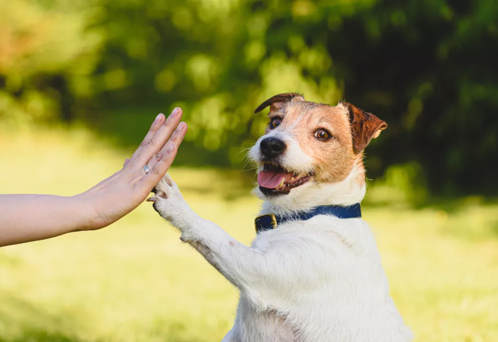 Jack Russell terierji pa so se zna&scaron;li bolj pri dnu lestvice. / Foto: Istock