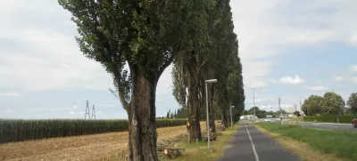 drevored topolov med Mursko Soboto in Rakičanom