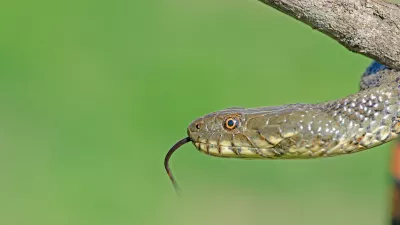 Kobranke človeku niso nevarne. na fotografiji ni najdena kača. Foto: iStock