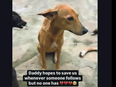 Zajem zaslona enega od profilov, na katerem žalosten kuža ljudem v razvitem svetu sporoča, kako ga "oča" sku&scaron;a re&scaron;iti. 