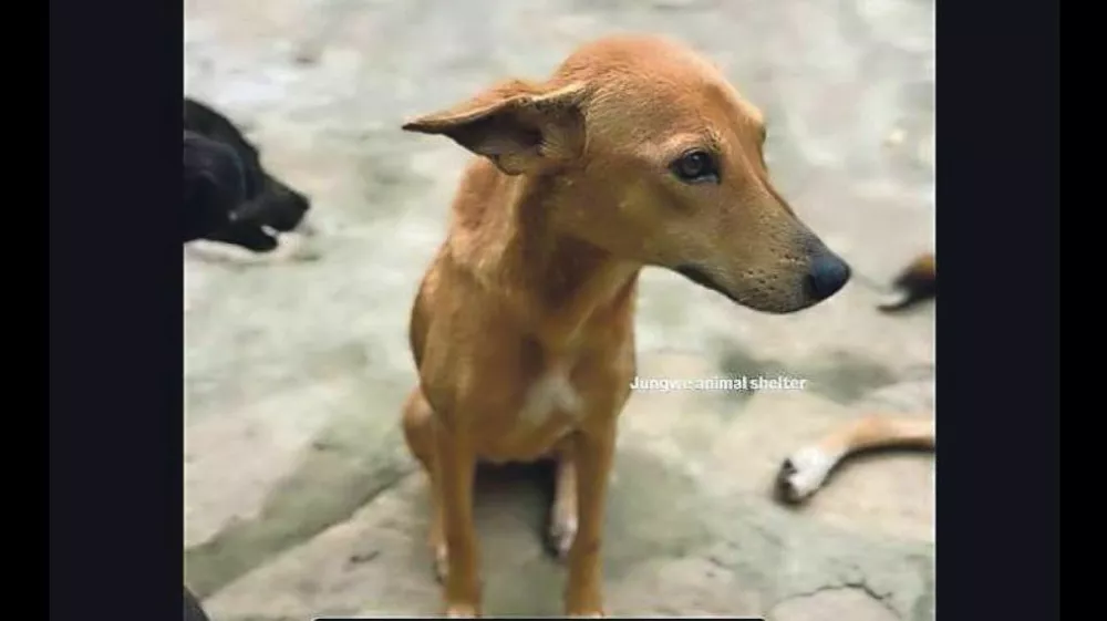 Zajem zaslona enega od profilov, na katerem žalosten kuža ljudem v razvitem svetu sporoča, kako ga "oča" sku&scaron;a re&scaron;iti. 