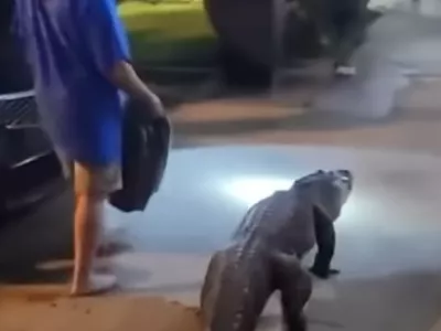 aligator v hotelu