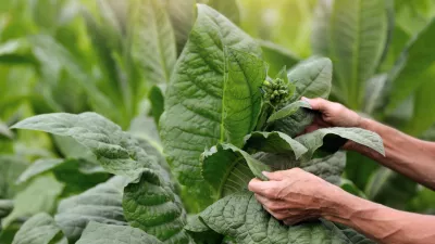 Closeup picture of farmer hands inspecting the tobacco bush