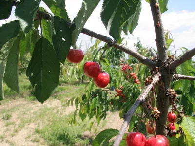 bri&scaron;ke če&scaron;nje, nasad