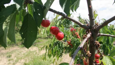 bri&scaron;ke če&scaron;nje, nasad