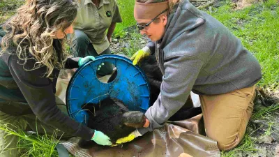 In this image provided by the Michigan Department of Natural Resources, DNS staffers, from left, Angela Kujawa, Sherry Raifsnider and Miranda VanCleave work to remove a lid from the neck of an immobilized black bear near Hillman, Michigan, on June 3, 2025. (Michigan Department of Natural Resources via AP)
