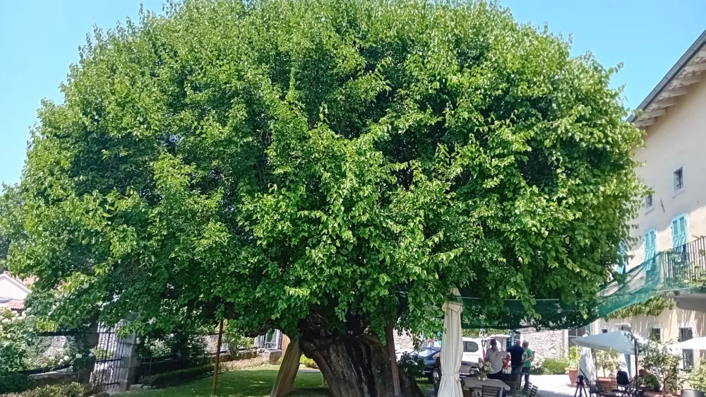 murva fabiani / Foto: Bojan Glavič