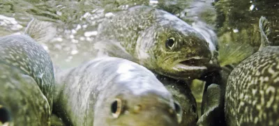 Ribolov, muharjenje, reka Idrijca, Idrija, ribiÄŤ, ÄŤuvaj, muha, riba, postrv, voda, naravaFOTO: JAKA GASAR / NEDELJSKI