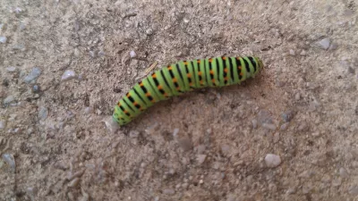 Gosenica lastovičarja / Foto: Osebni Arhiv