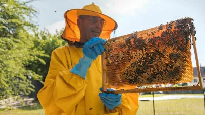 Beekeeper viewing movable bee hive frame, inspecting colony health and size. Concept of honey farmer and apiarist work. / Foto: 24k-production