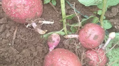 Sekundarna rast / Foto: Arhiv