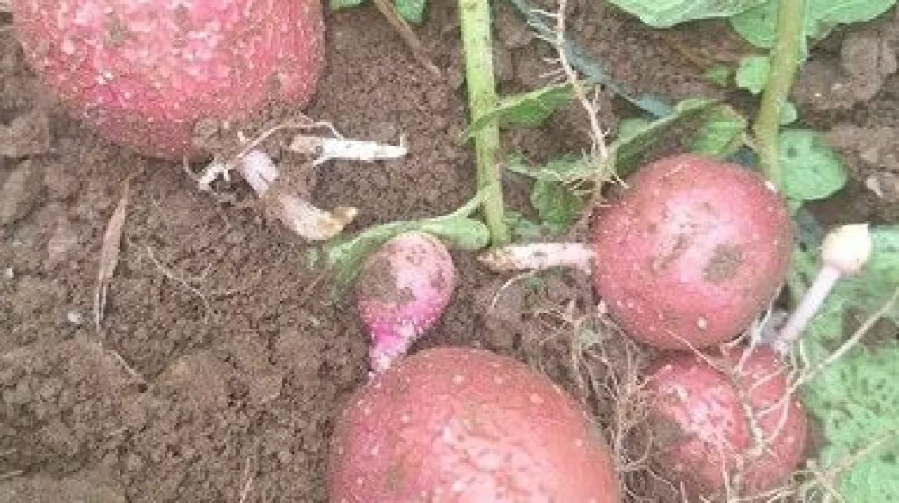 s cs cscs / Foto: Cs Cs S