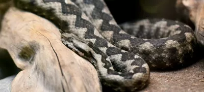 Modras je najpogostejša in najnevarnejša strupenjača pri nas. Prepoznamo ga po široki trikotni glavi, pokriti z drobnimi luskami, ki je jasno ločena od vitkega vratu. Na 'nosu' ima dobro viden rožiček, kakršnega nima nobena druga v Sloveniji živeča kača. Foto: Tamino Petelinšek/STA