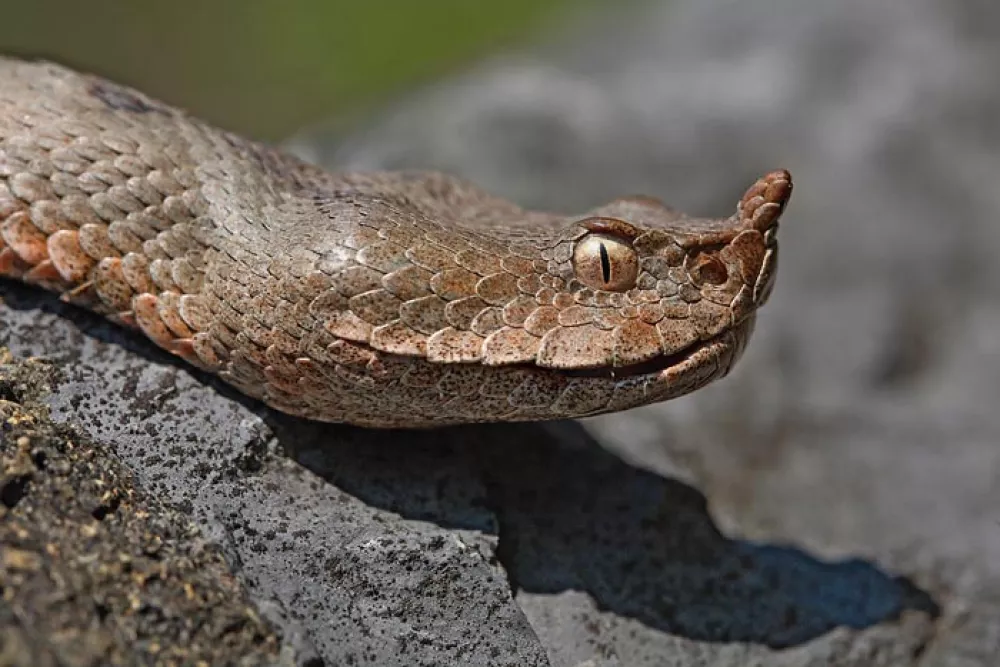 modras, nevarna kača