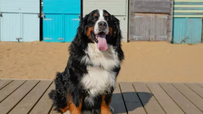 Large, tri color dog sitting on the beach. Sunny October day in Kent, UK / Foto: Kriste Sorokaite