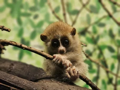 Story from Jam Press (Cute Venomous Primate)Pictured: One of the twin primates born last month to proud parents Ramina, nine, and Lapek, 14.Cute but deadly! Zoo welcomes rare adorable twin primates but they are the only venomous ones on planetA zoo has welcomed rare, adorable twin primates, but they are the only venomous ones on the planet.The baby Pygmy Slow Lorises - an endangered species - maybe super cute.But their venom to repel predators can cause an anaphylactic shock and even death in humansAmazon World Zoo Park, in Sandown, Isle of Wight has welcomed the pair.The twins were born last month to proud parents Ramina, nine, and Lapek, 14.They are the only Pygmy Slow Lorises born in the UK in the last year.Only seven other zoos across Europe have recorded loris births in the past year, according to global zoological database ZIMS.Despite their wide-eyed charm and delicate size, these primates come with a surprising twist, they are venomous."They are the world's only venomous primate," said a spokesperson for Amazon World Zoo Park."They produce oil from the brachial gland on their upper arm."When they raise their arms and lick the gland, enzymes in their saliva mix with the oil to produce venom that gets pulled into their toothcomb and by grooming their babies they can protect them from predators."Pygmy Slow Loris are classified as Endangered on the IUCN Red List as the species is estimated to have undergone a decline in its population of more than 50% over the last 24 years.This is due to illegal wildlife trade, habitat destruction, and exploitation for traditional medicine."These tiny twins represent hope," the spokesperson added."Every birth is a step toward securing a future for this incredible species. And let's be honest &ndash; they're absolutely adorable."The twins are currently nestled safely in the zoo's Twilight Zone exhibit.ENDS,Image: 1009639837, License: Rights-managed, Restrictions:, Model Release: no