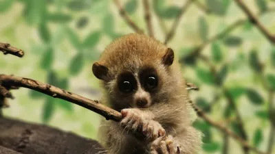 Story from Jam Press (Cute Venomous Primate)Pictured: One of the twin primates born last month to proud parents Ramina, nine, and Lapek, 14.Cute but deadly! Zoo welcomes rare adorable twin primates but they are the only venomous ones on planetA zoo has welcomed rare, adorable twin primates, but they are the only venomous ones on the planet.The baby Pygmy Slow Lorises - an endangered species - maybe super cute.But their venom to repel predators can cause an anaphylactic shock and even death in humansAmazon World Zoo Park, in Sandown, Isle of Wight has welcomed the pair.The twins were born last month to proud parents Ramina, nine, and Lapek, 14.They are the only Pygmy Slow Lorises born in the UK in the last year.Only seven other zoos across Europe have recorded loris births in the past year, according to global zoological database ZIMS.Despite their wide-eyed charm and delicate size, these primates come with a surprising twist, they are venomous."They are the world's only venomous primate," said a spokesperson for Amazon World Zoo Park."They produce oil from the brachial gland on their upper arm."When they raise their arms and lick the gland, enzymes in their saliva mix with the oil to produce venom that gets pulled into their toothcomb and by grooming their babies they can protect them from predators."Pygmy Slow Loris are classified as Endangered on the IUCN Red List as the species is estimated to have undergone a decline in its population of more than 50% over the last 24 years.This is due to illegal wildlife trade, habitat destruction, and exploitation for traditional medicine."These tiny twins represent hope," the spokesperson added."Every birth is a step toward securing a future for this incredible species. And let's be honest &ndash; they're absolutely adorable."The twins are currently nestled safely in the zoo's Twilight Zone exhibit.ENDS,Image: 1009639837, License: Rights-managed, Restrictions:, Model Release: no