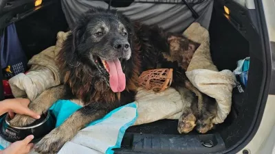 Veterinarski pregled je razkril &scaron;okantno stanje močno po&scaron;kodovanega psa, ki so mu dali ime Ante. Foto: FB/Zadarski Azil