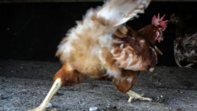 - koko&scaron;i nesnice &ndash; reja na prostem  - 03.04.2018 - Kmetijsko podejtje Meja &Scaron;entjur d.d., proivzodnja jajc, jabolk in žitaric  //FOTO: Jaka Gasar