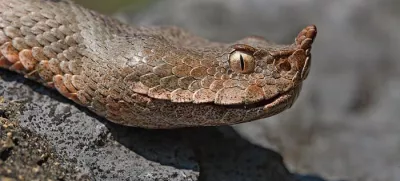 modras, nevarna kača