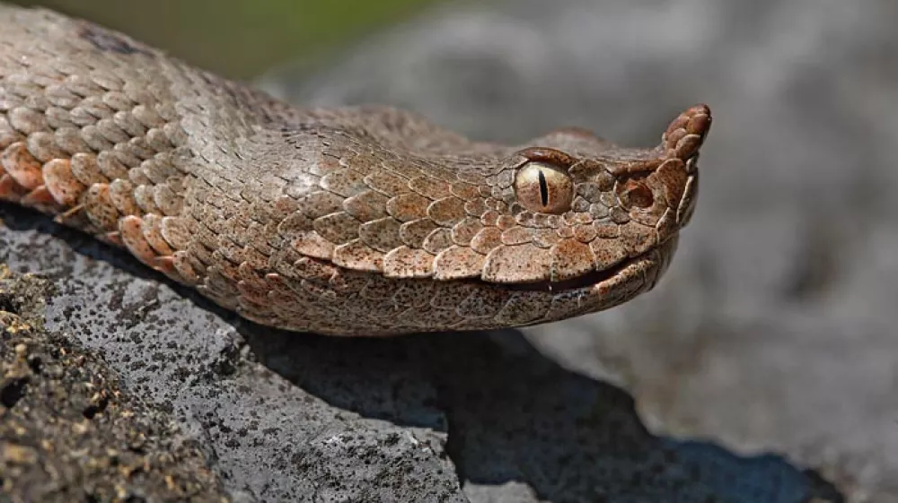 modras, nevarna kača