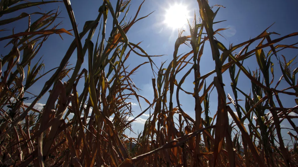 posu&scaron;ena koruza - koruzno polje - kmetijsko zemlji&scaron;če - Vipavska dolina 2012 - su&scaron;a      //FOTO: Jaka Gasar