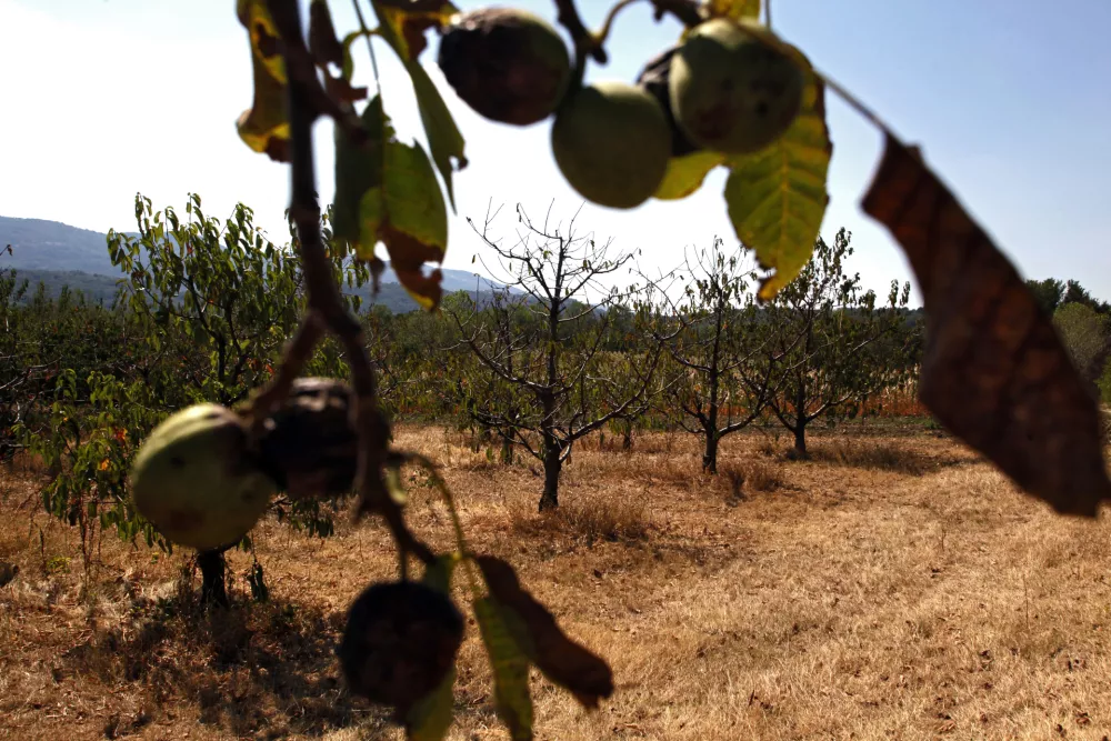 posu&scaron;ena sadna drevesa- Vipavska dolina 2012 - su&scaron;a      //FOTO: Jaka Gasar