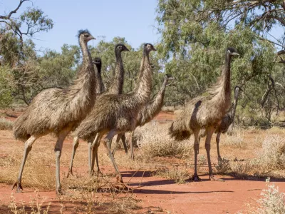 Emuji so prav veličastne ptice, ki se ne pustijo komandirati. / Foto: Istock