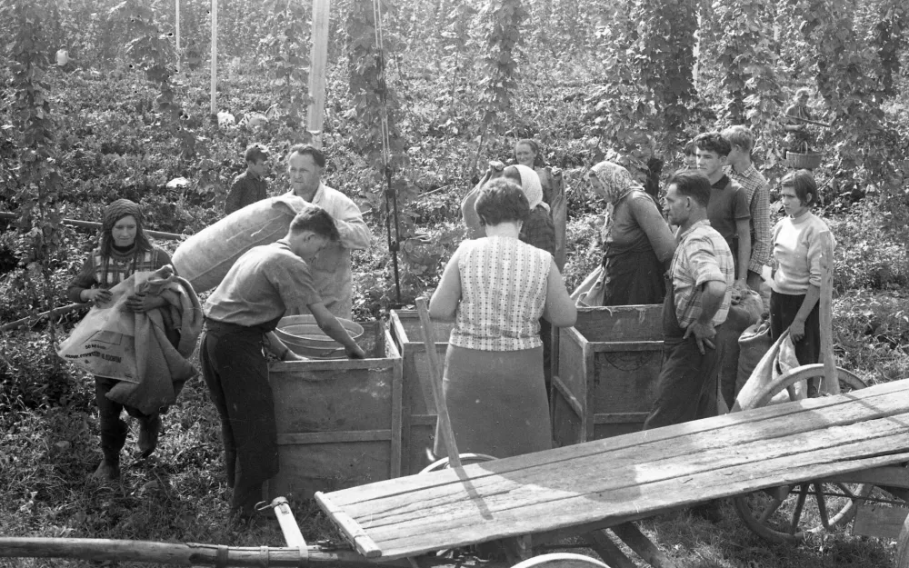 Obiranje hmelja v okolici Žalca, avgust 1968 / Foto: Marjan Ciglič, hrani Muzej novej&scaron;e in sodobne zgodovine Slovenije