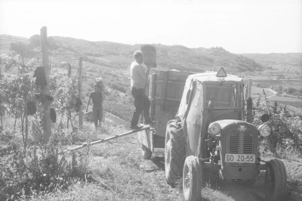 Prva trgatev&nbsp;/ Foto: Marjan Ciglič, hrani Muzej novej&scaron;e in sodobne zgodovine Slovenije