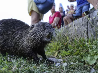 nutrija- 27.08.2016 - Rimljani in čoln debljak na &Scaron;pici   //FOTO: Jaka Gasar / Foto: Jaka Gasar