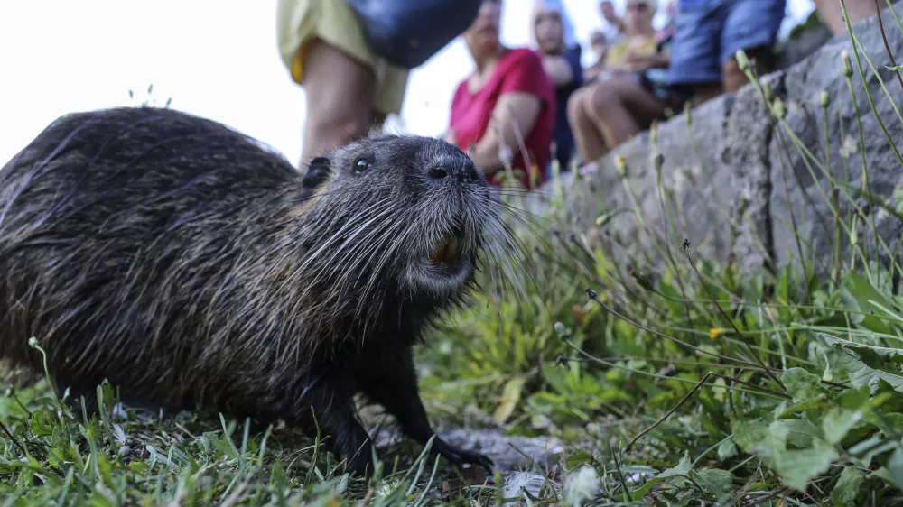 nutrija- 27.08.2016 - Rimljani in čoln debljak na &Scaron;pici   //FOTO: Jaka Gasar / Foto: Jaka Gasar
