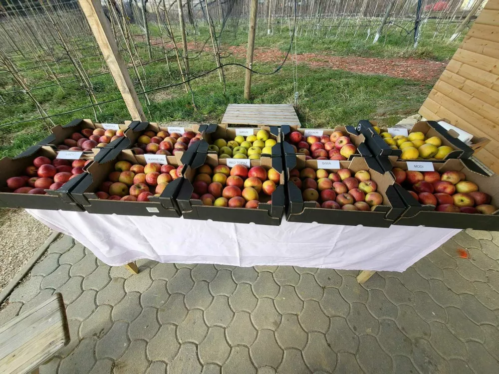 Ekolo&scaron;ka jabolka, namenjana za prodajo. / Foto: Osebni Arhiv
