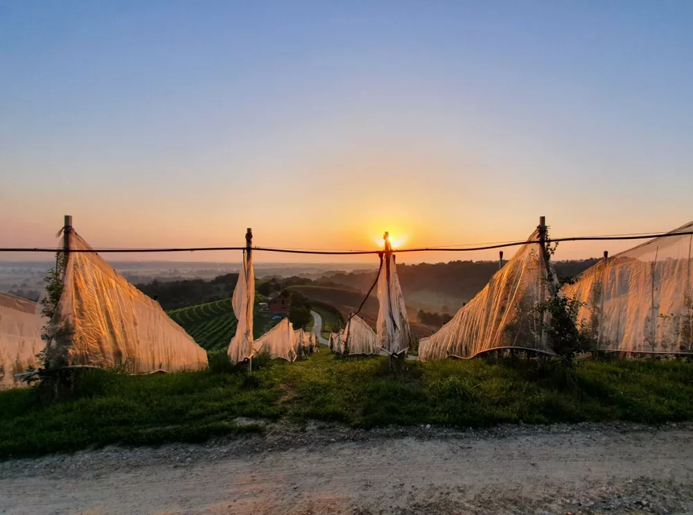 za&scaron;čitne mreže proti insektom kmetija Trstenjak / Foto: Osebni Arhiv